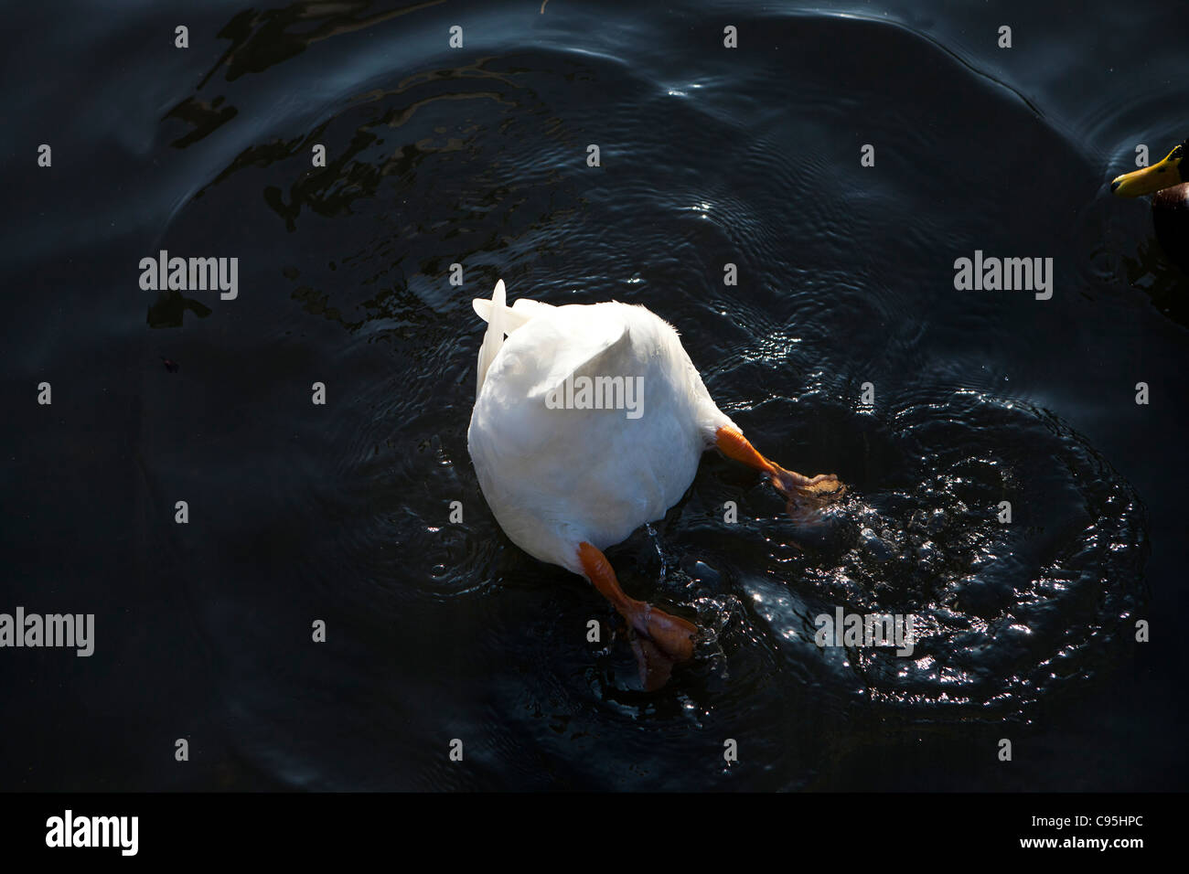 Pekin Duck feeding Stock Photo Alamy