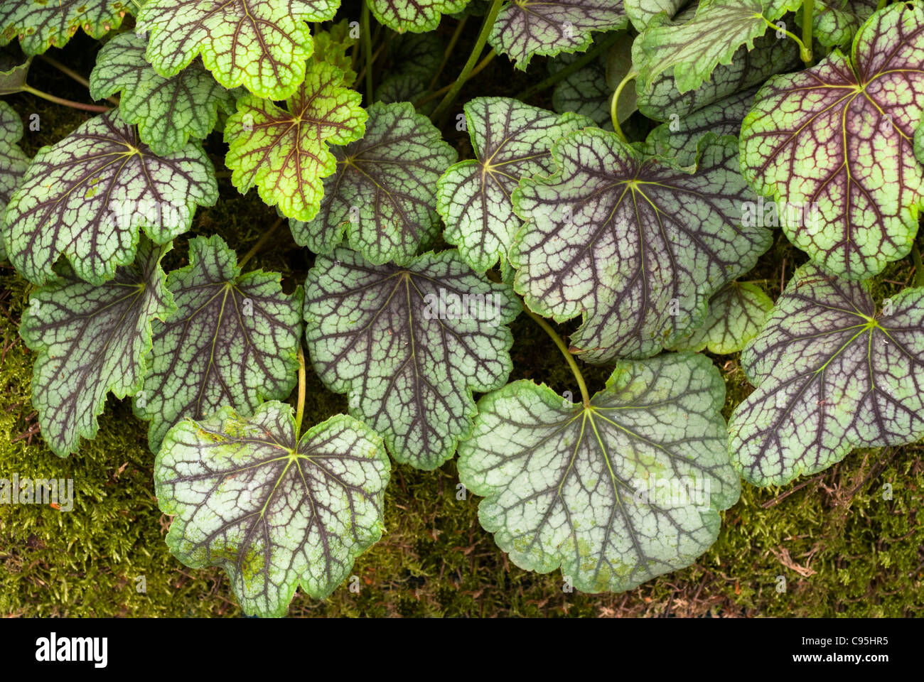 Heuchera ‘Green Spice’ perennial foliage plant with red striped veined leaves for shade garden Stock Photo