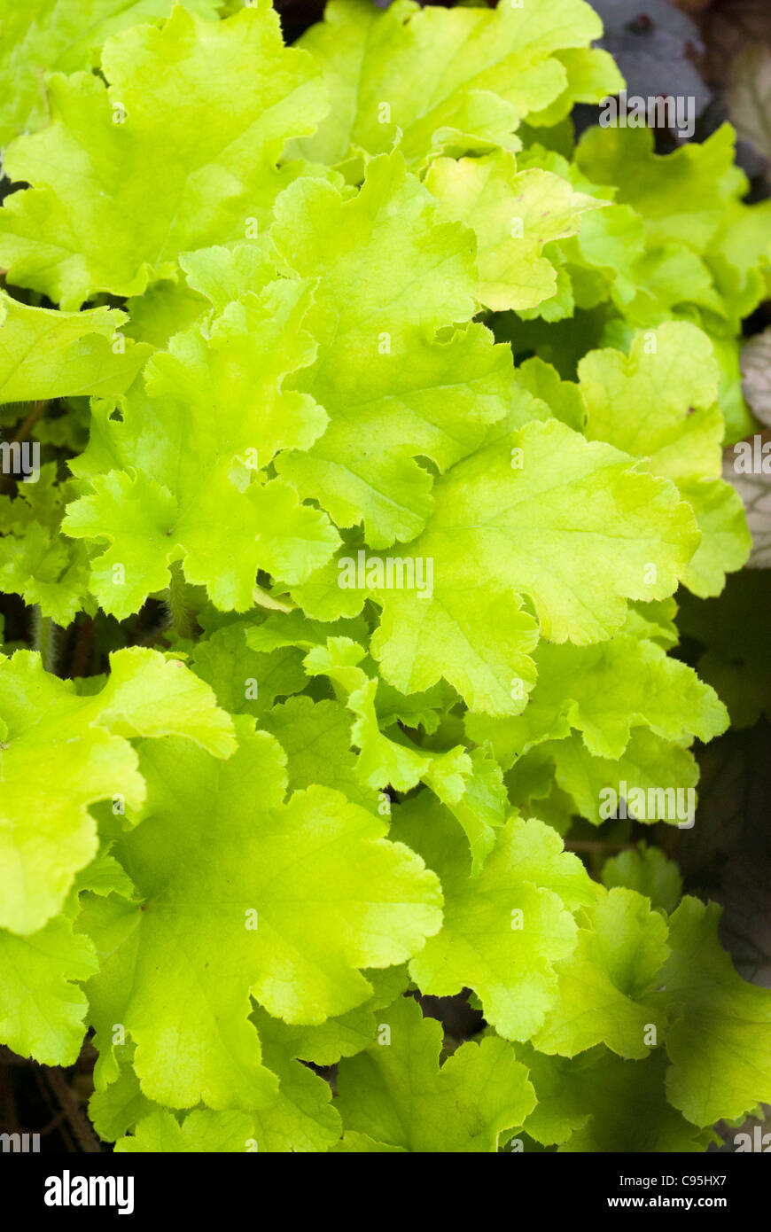 Heuchera ‘Lime Marmalade’ perennial foliage plant with green yellow gold scalloped pretty frilly leaves for shade garden Stock Photo