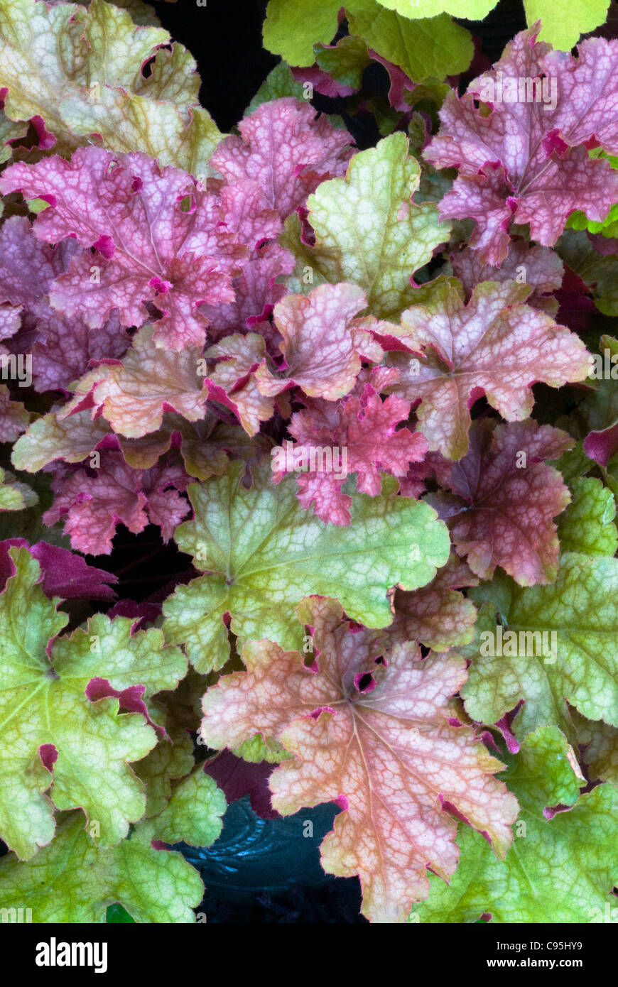 Heuchera ‘Ginger Punch’ perennial many colored changing leaves plant for shade garen Stock Photo