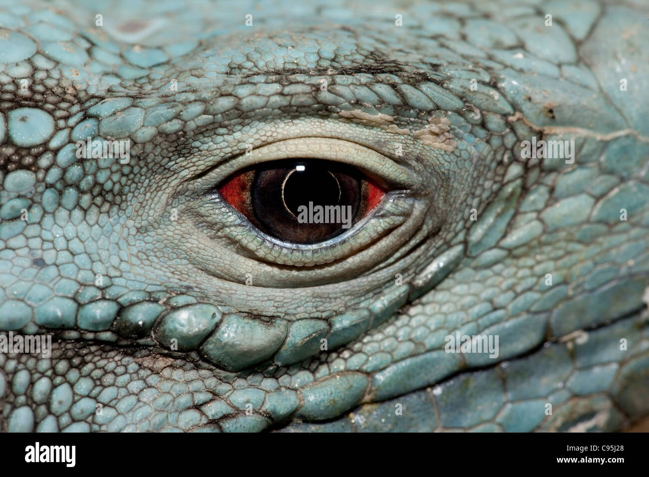 A critically endangered Grand Cayman Iguana (Cyclura lewisi Stock Photo