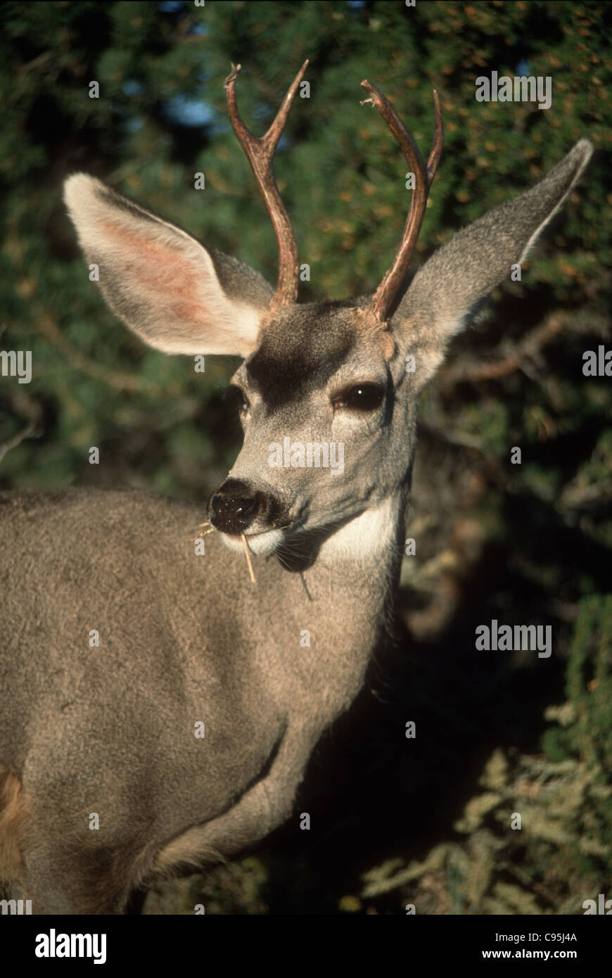 Deer eating plant, Buck, Whitetail Odocoileus virginianus, number one