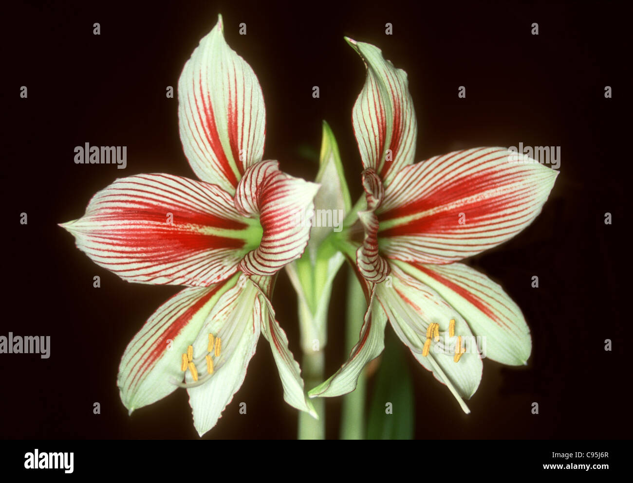 Red and white striped flowers of bulb Hippeastrum papilio Amaryllis species Stock Photo