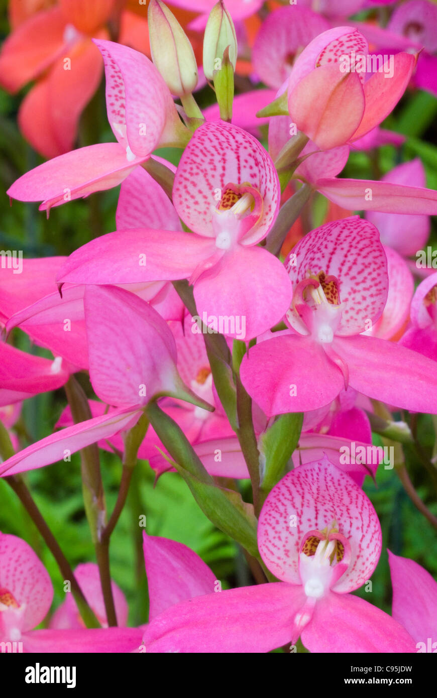 Hardy Orchid South African Table Mountain Orchid Disa watsonii ‘Sandra’, terrestrial orchid species, pink flower blooms Stock Photo