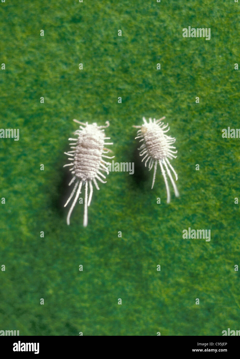 Mealybug insect plant pest macro closeup of two unarmored scale insects cottony white Pseudococcus Longtailed mealy bugs antenna Stock Photo