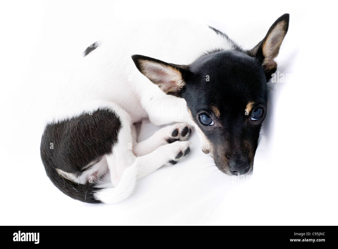 A beautiful little Chihuahua puppy posed laying and looking up at camera Stock Photo