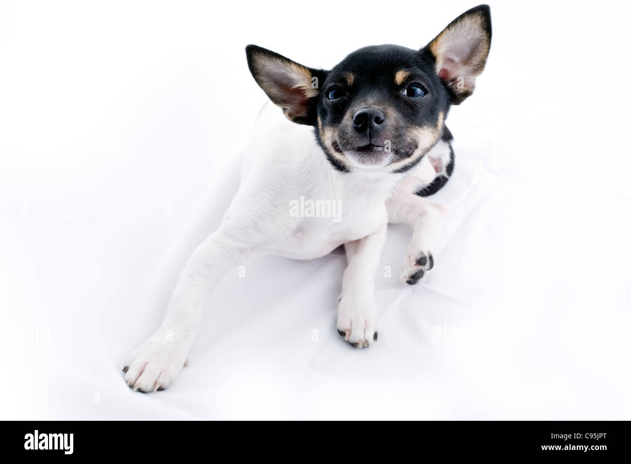 A cute little Chihuahua puppy busy scratching his neck Stock Photo