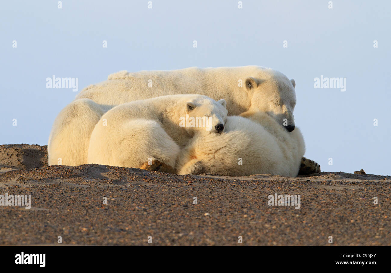 Polar bears family hi-res stock photography and images - Alamy