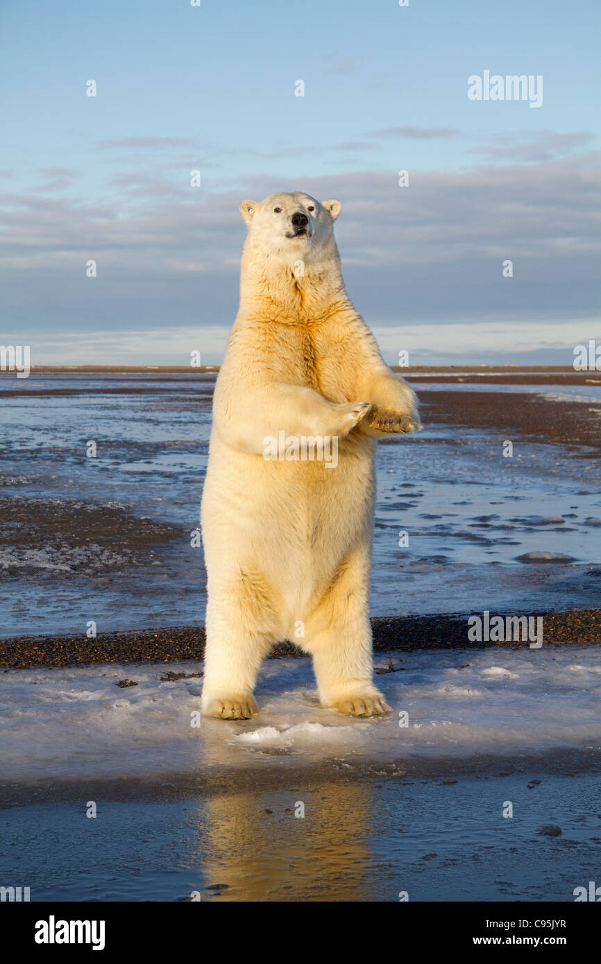 Image of sub adult polar bear standing. Image captured on Barter Island, Arctic National Wildlife Refuge, Alaska. Stock Photo
