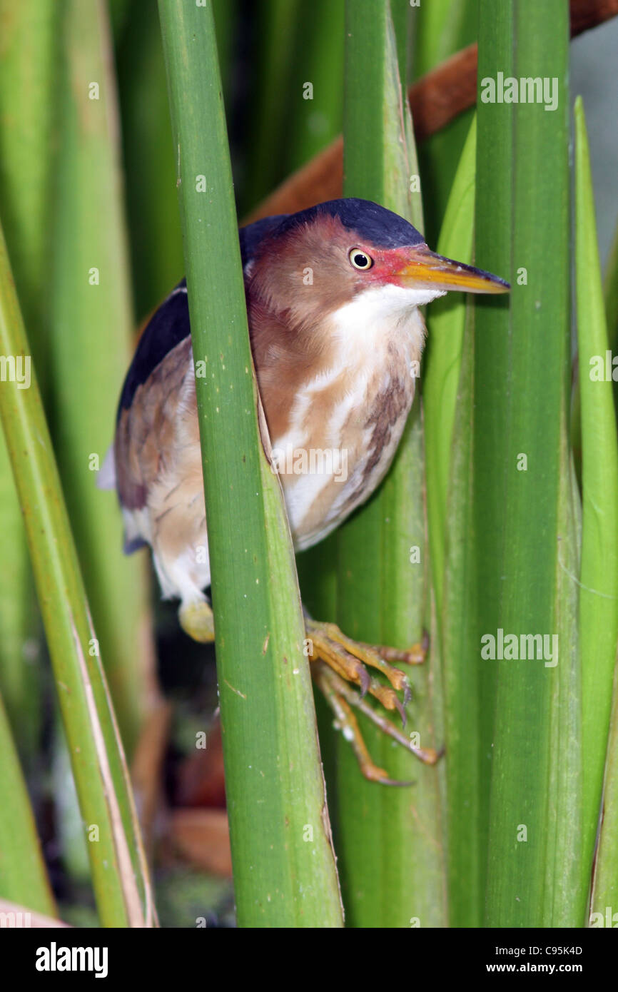 Least Bittern in breeding season. Stock Photo