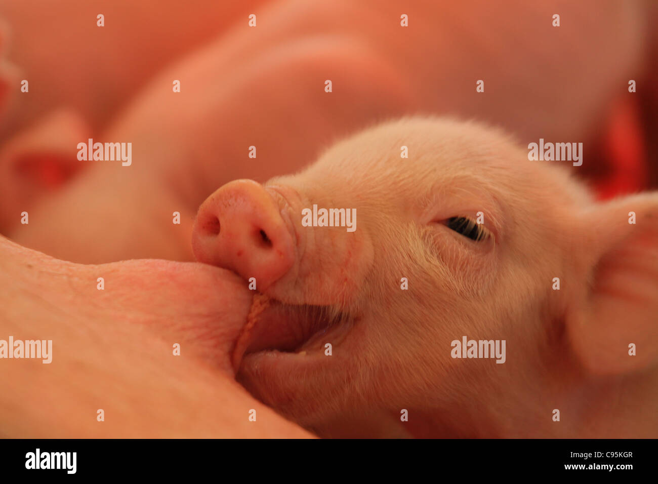 piglet nursing Stock Photo