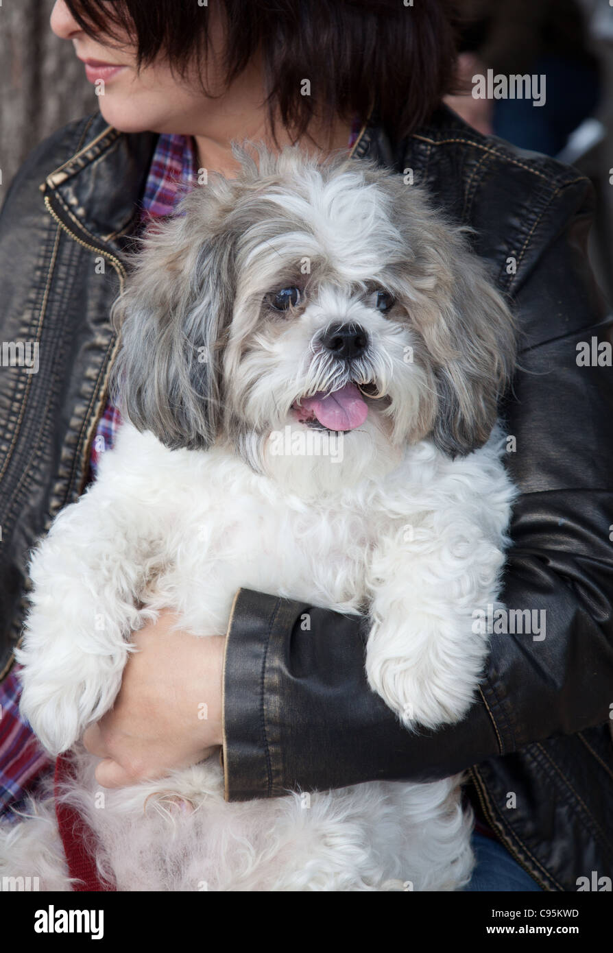 An uncomfortable looking shaggy dog being carried by it's owner Stock Photo