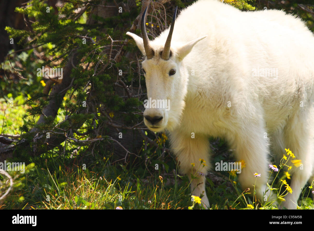 mountain goats at Glacier National Park Montana Stock Photo Alamy