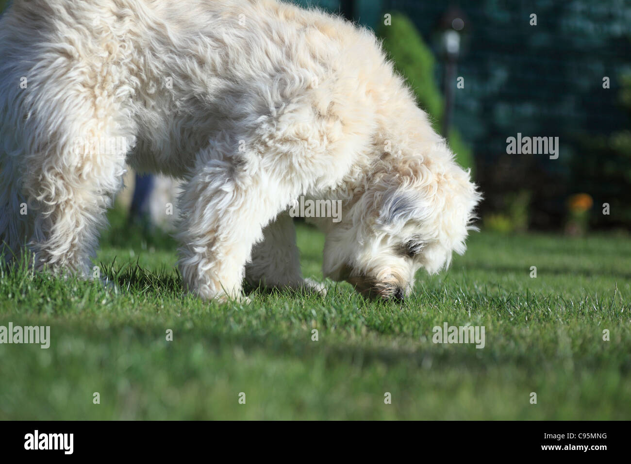 White dog in garden Stock Photo - Alamy