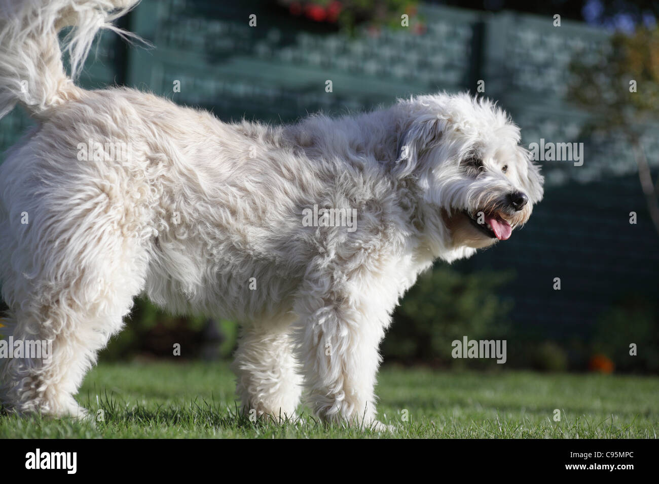White dog in garden Stock Photo - Alamy