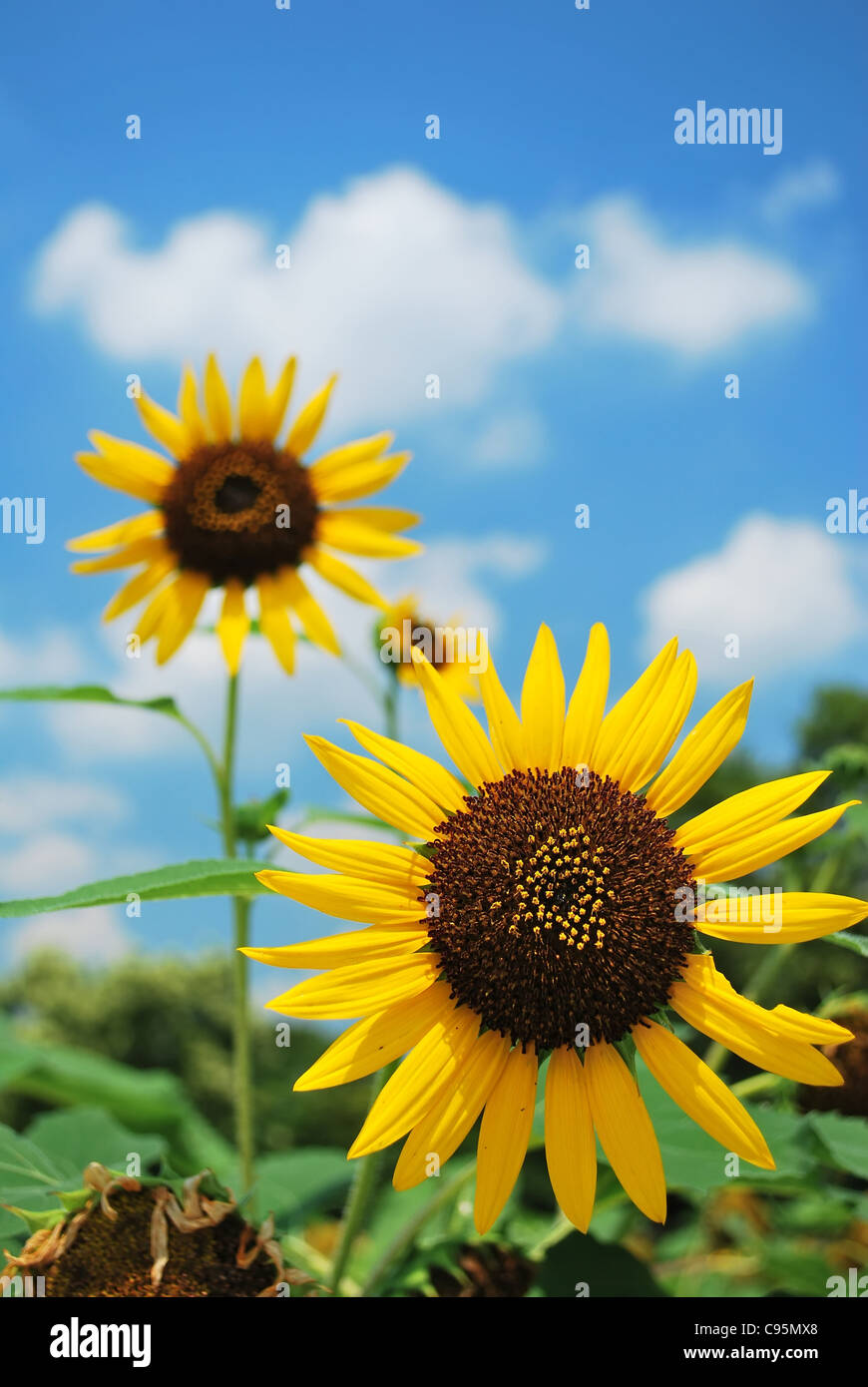 Sunflowers in full bloom in a meadow. Sunflowers symbolize the summer