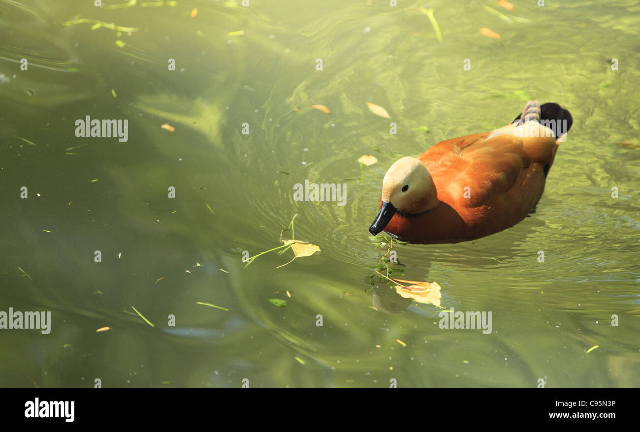 Ruddy Shelduck (Tadorna ferruginea) in water with green tree reflexions. Stock Photo