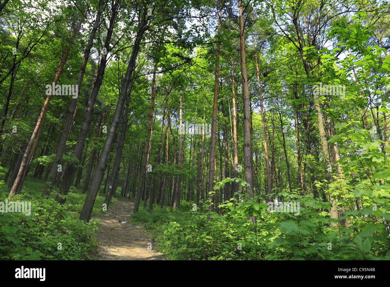 Path in a beautiful green forest in summer Stock Photo - Alamy