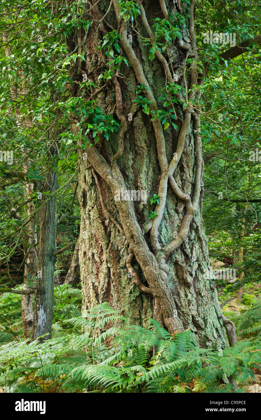 England, Hampshire, New Forest, Tree Trunk covered in Vines Stock Photo