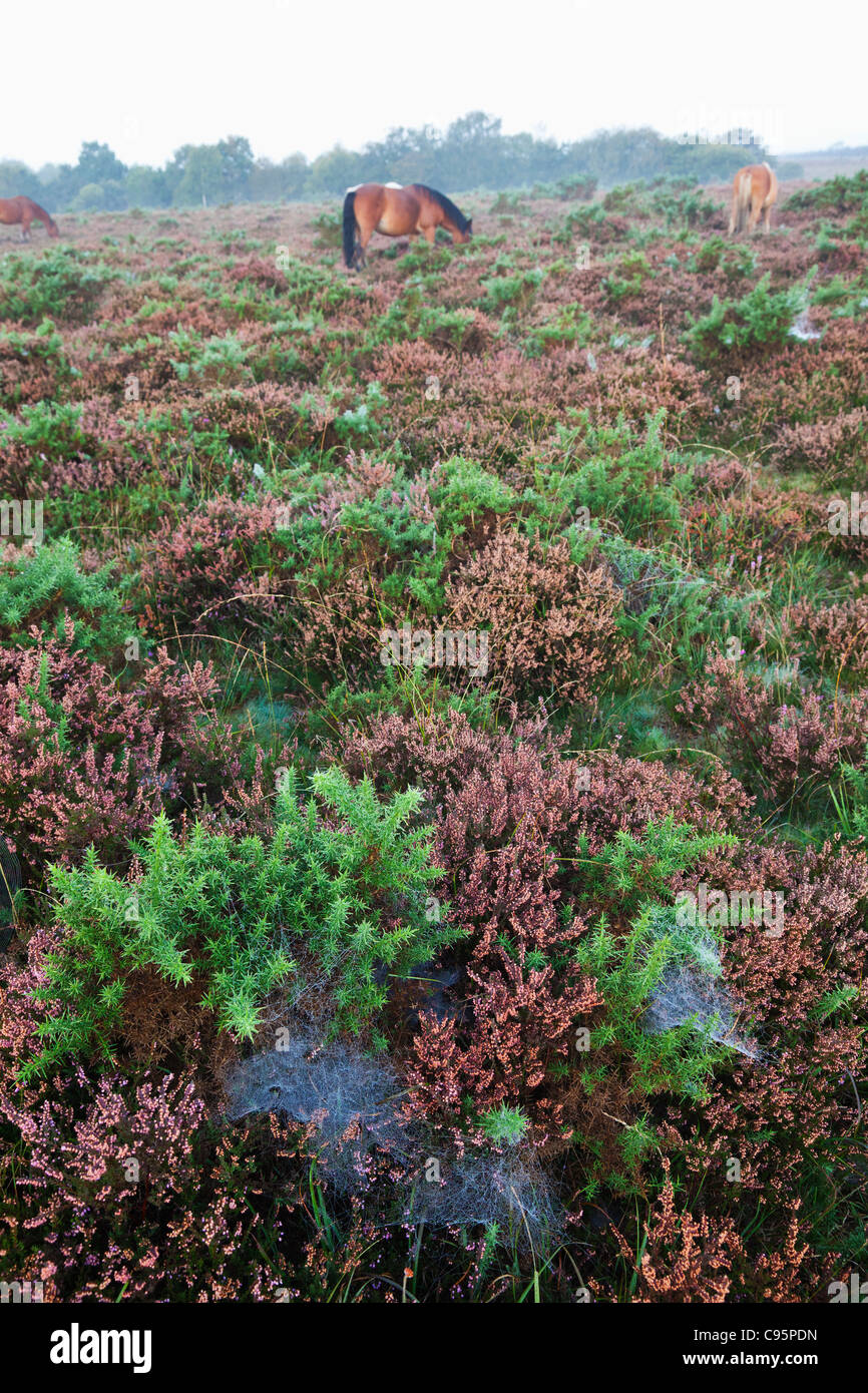 England, Hampshire, New Forest, Heather and Gauze Stock Photo