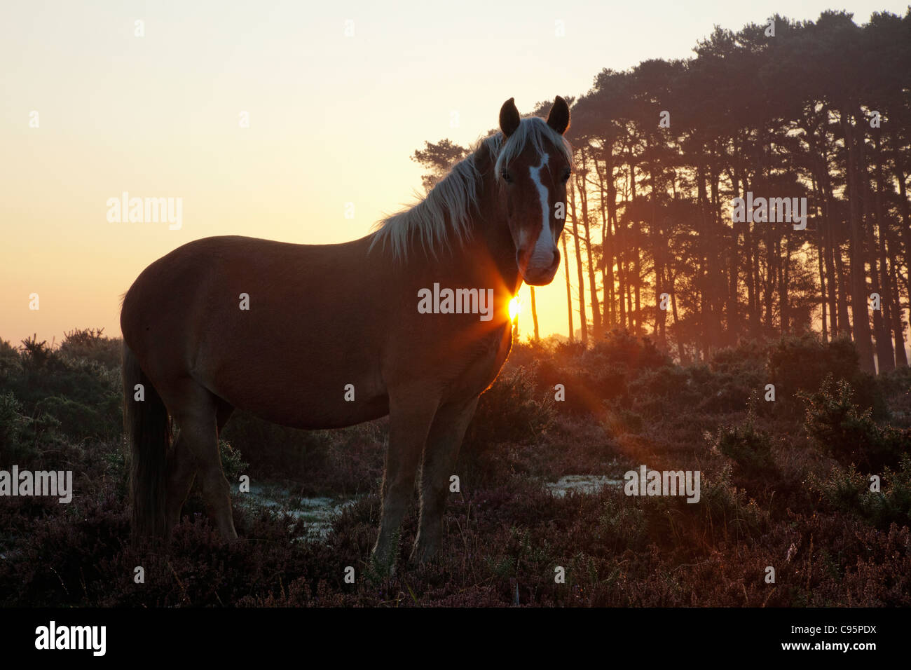 New forest wild animals hi-res stock photography and images - Alamy
