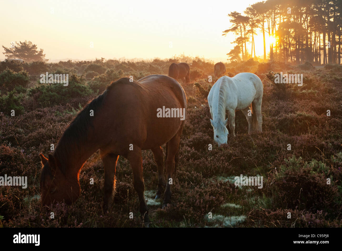England, Hampshire, New Forest, Ponies and Sunrise Stock Photo