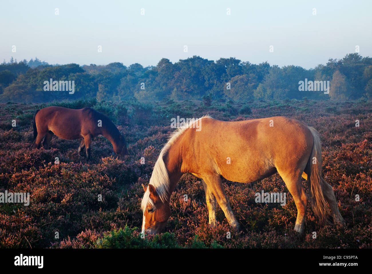 England, Hampshire, New Forest, Ponies Stock Photo