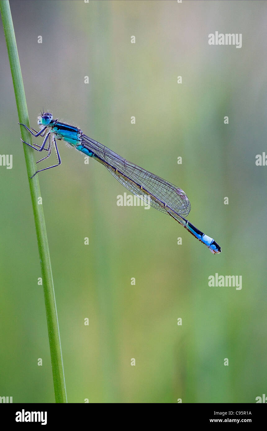 Common Blue Damselfly Stock Photo - Alamy
