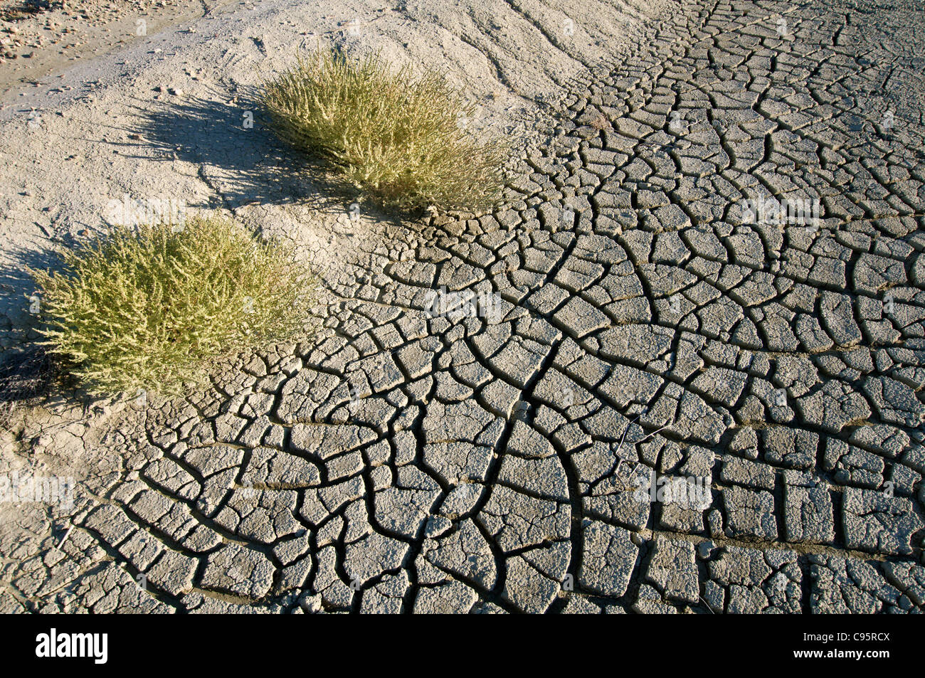 Close up of texture of dry, cracked dry earth. Stock Photo