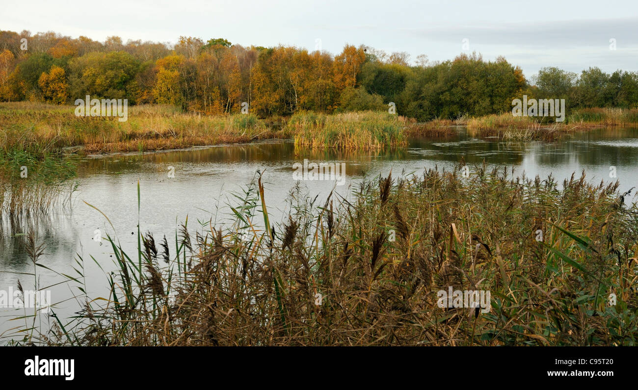 Autumn Colours on Shapwick Heath Flooded disused Peat works on the Somerset Levels Stock Photo