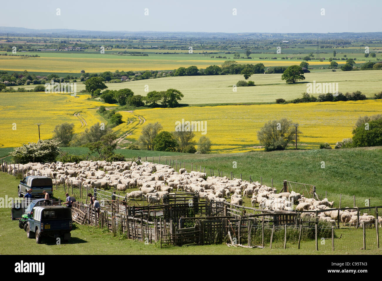 England, Kent, Romney Marsh, Sheep in Pen Stock Photo