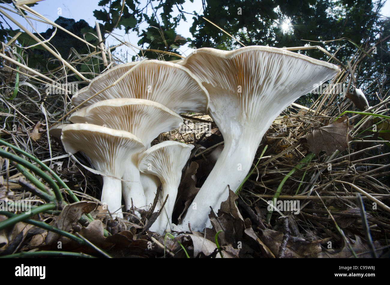 Fresh picked Pleurotus Eryngii straw mushrooms un cooked Stock Photo - Alamy