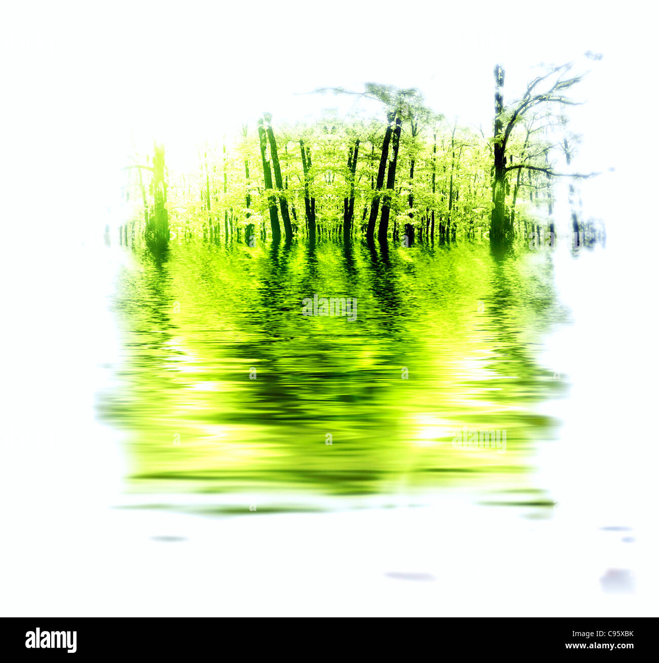 Autumn forest by a river Stock Photo