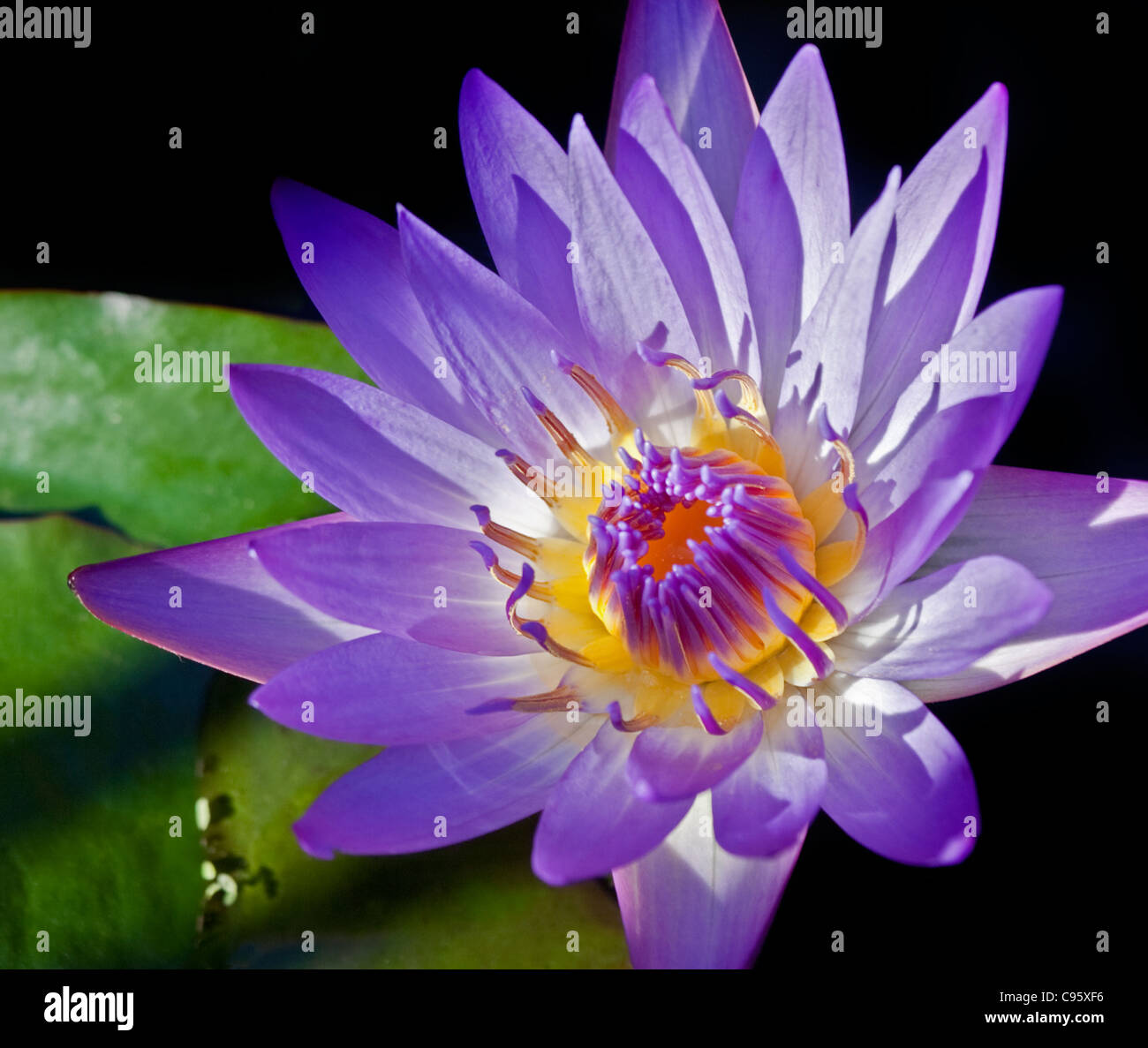 Purple Water Lily Stock Photo Alamy