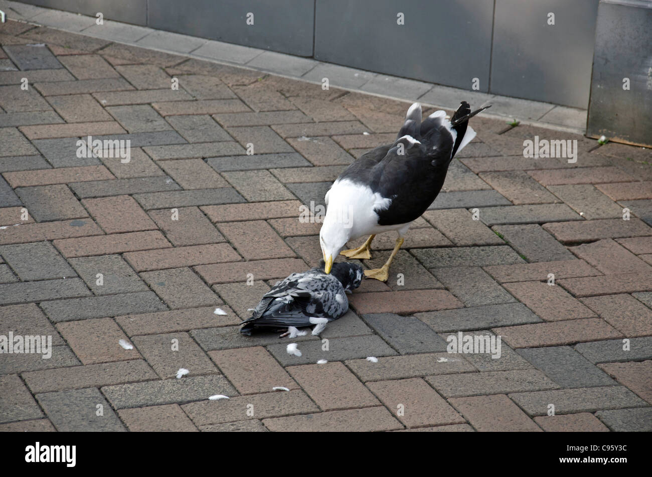 Seagull eating a dead pigeon in a pedestrian area in Gloucester City Centre, England Stock Photo