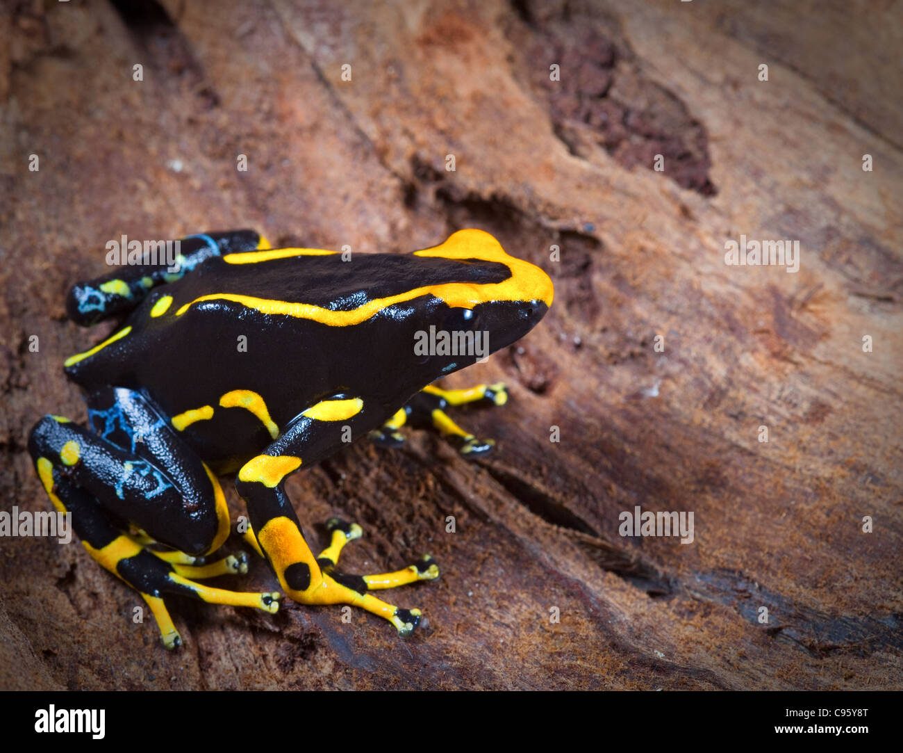 black and orange deying poison dart frog, dendrobates tinctorius in the tropical end exotic Amazon rain forest or jungle. Stock Photo