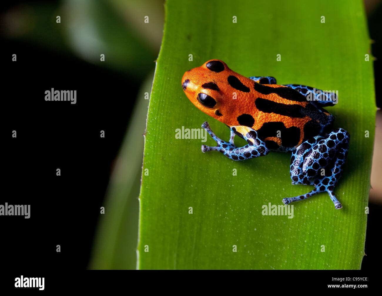 red striped poison dart frog blue legs of amazon rain forest in Peru,  poisonous animal of tropical rainforest, pet in terrarium Stock Photo -  Alamy