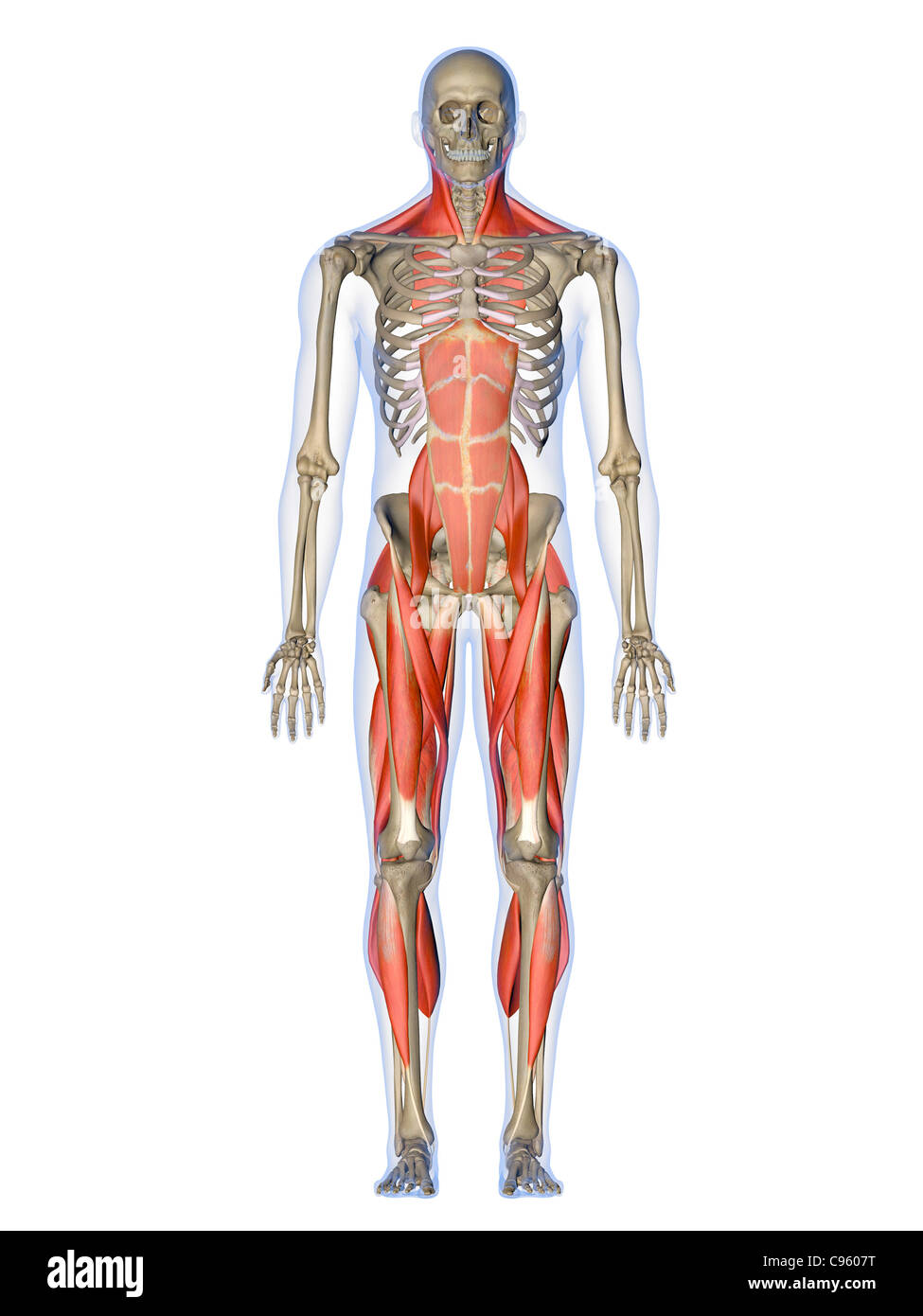 Male muscles diagram