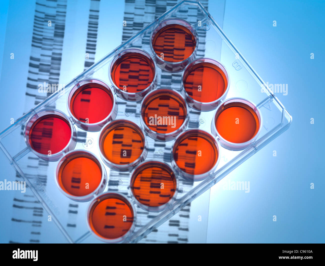 research. Medium tray sitting on a DNA (deoxyribonucleic acid