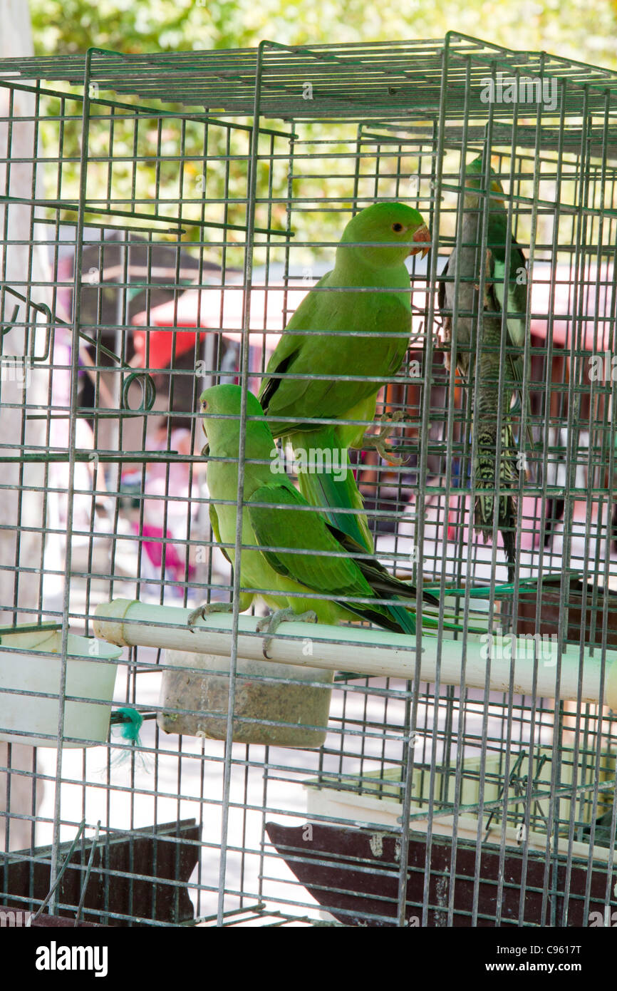 Parrots birds in cage for sale at animals market in Santa Maria Mallorca Majorca Spain Stock Photo