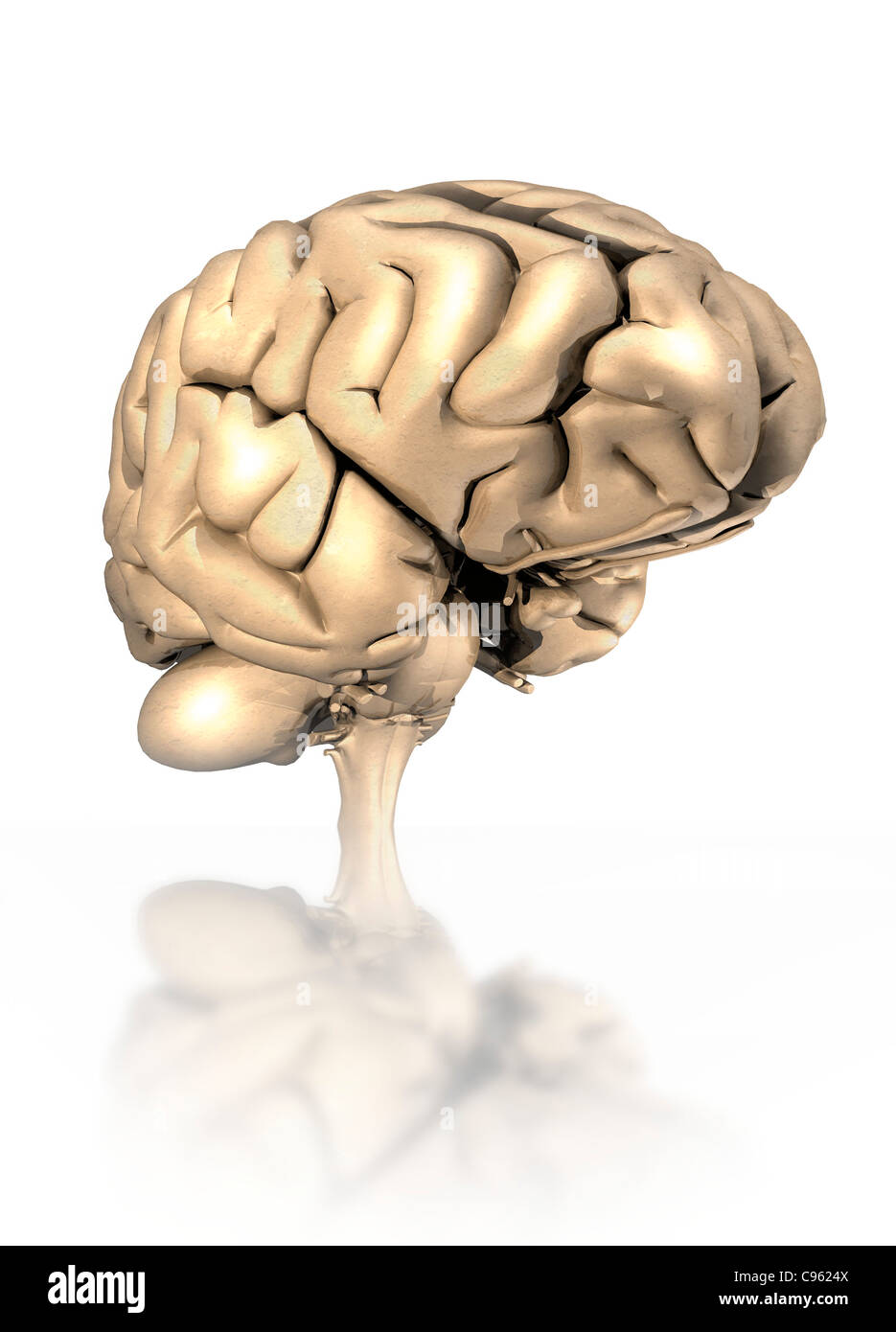 Human brain, computer artwork. Stock Photo