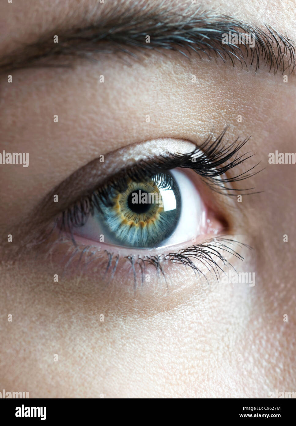 Flower Of Pupil High Resolution Stock Photography and Images Alamy