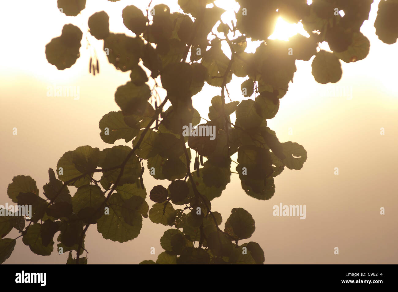 Alder tree against misty sky Stock Photo