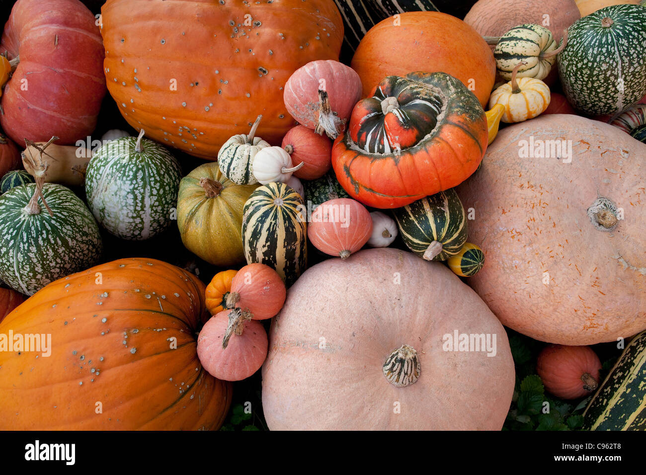 Variety of gourds, marrows squash and pumpkins at a farm in England, UK