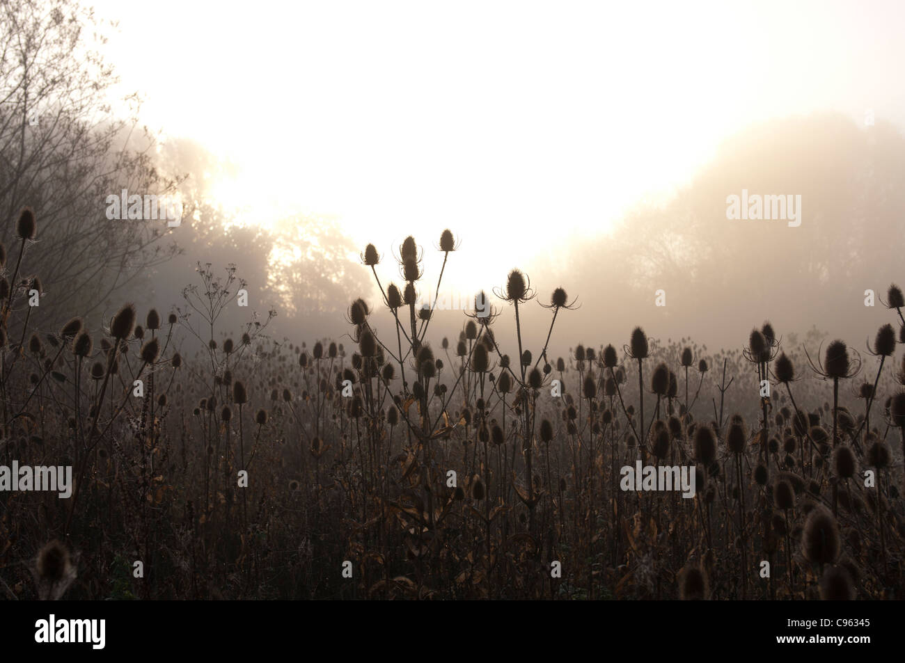 Teasels, early morning misty, Kingsbury Water Park, Warwickshire, UK Stock Photo