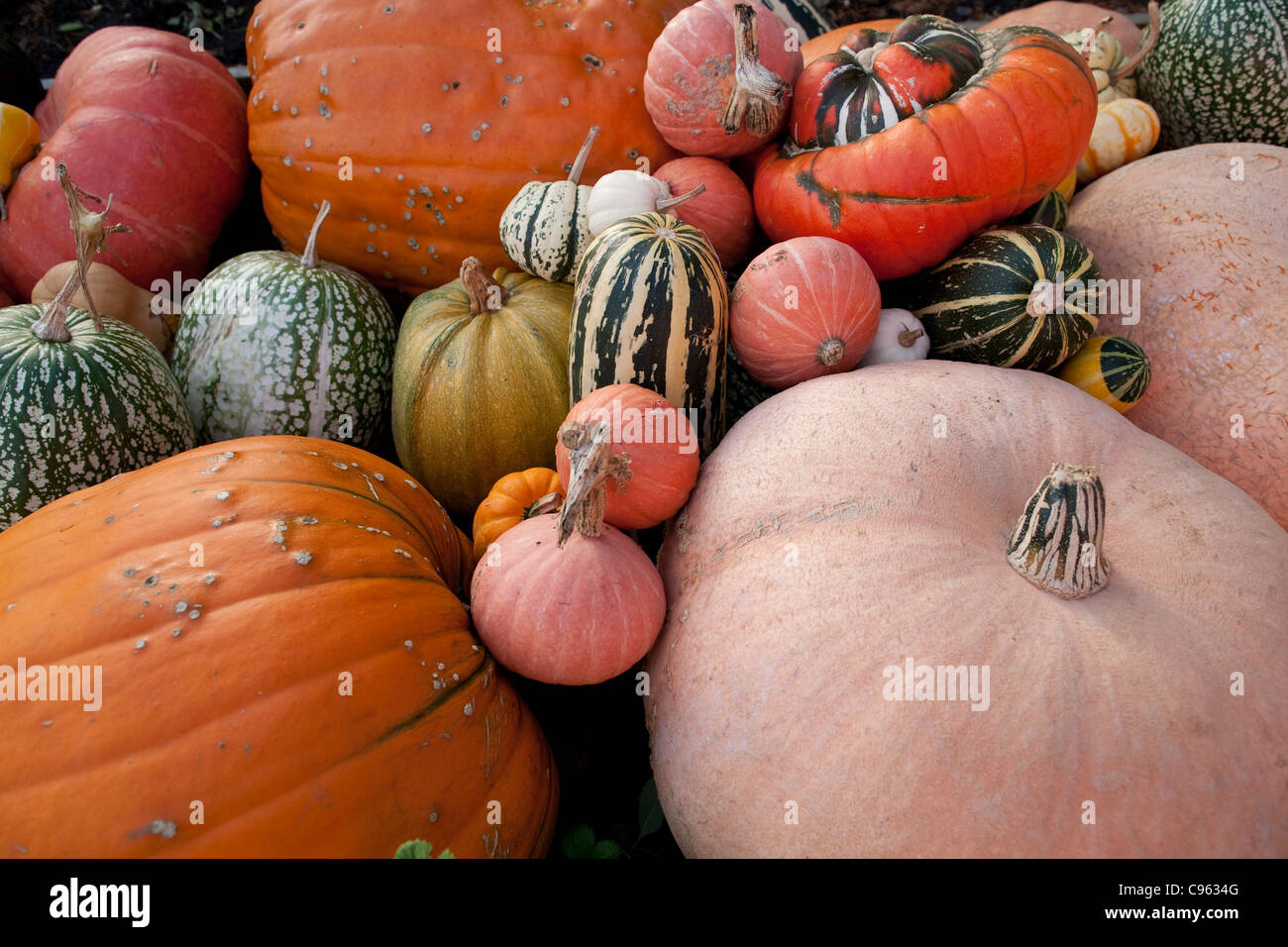Squash varieties hires stock photography and images Alamy