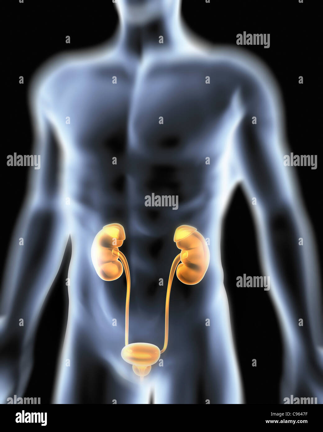 Urinary system. Computer artwork of a male torso and the urinary system showing kidney urethra bladder and suprarenal gland Stock Photo