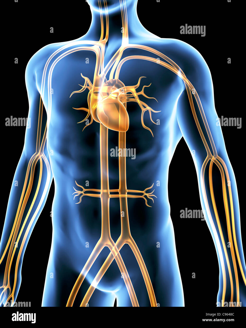 Cardiovascular system. Computer artwork of a male torso and the cardiovascular system. Stock Photo