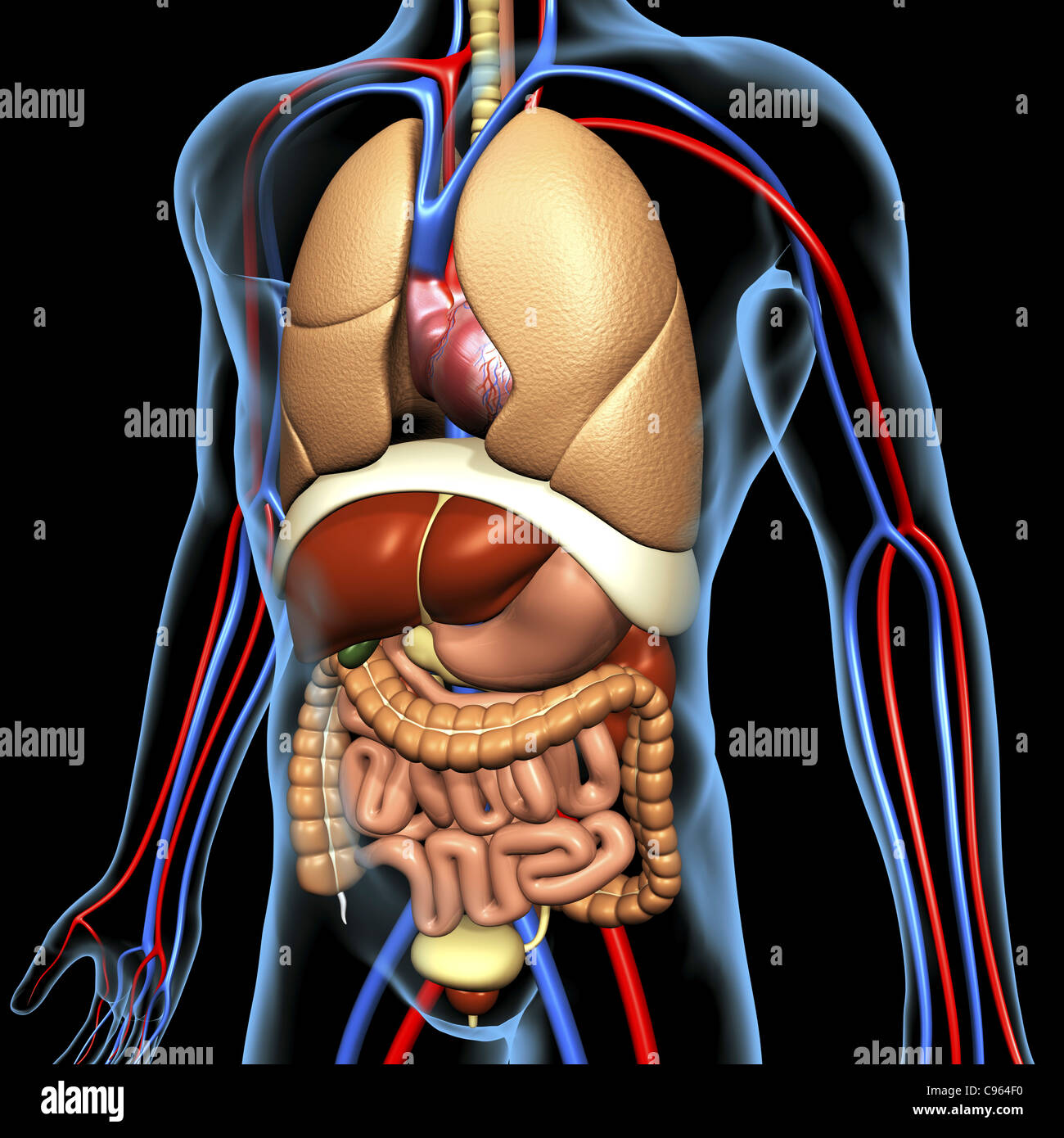 Human anatomy, artwork Stock Photo