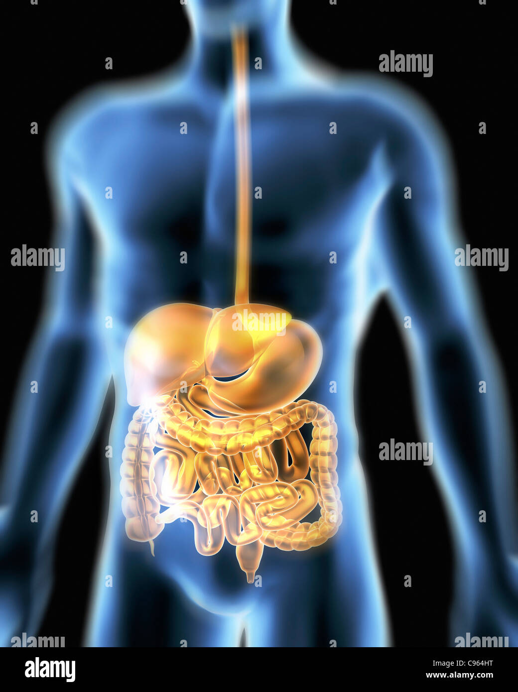 Digestive system. Computer artwork of a male torso and the digestive system. Stock Photo